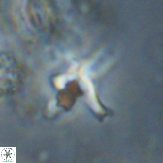 Quadrum blairiae 38111