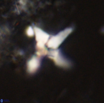 Quadrum blairiae 38112