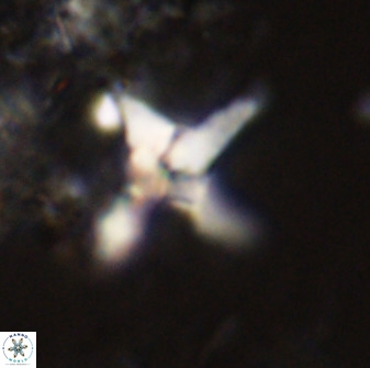 Quadrum blairiae 38112