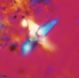 Quadrum blairiae 38113
