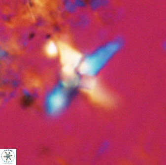 Quadrum blairiae 38113