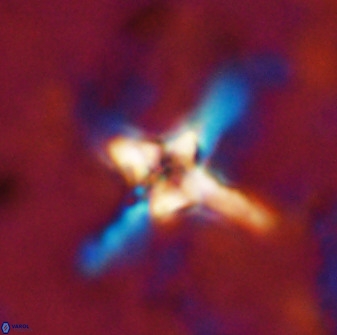 Quadrum blairiae 38404