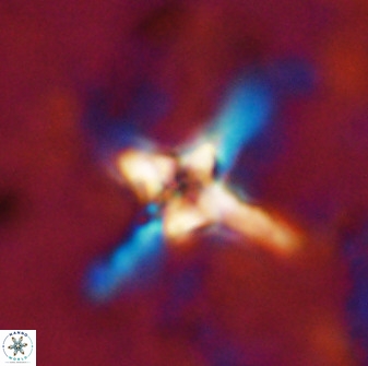 Quadrum blairiae 38404
