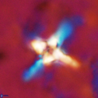 Quadrum blairiae 38405
