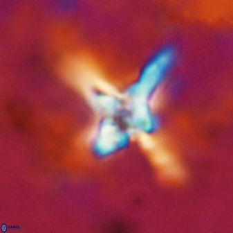 Quadrum blairiae 38406