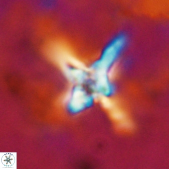 Quadrum blairiae 38406
