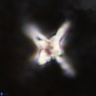Quadrum blairiae 38407