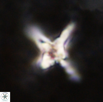 Quadrum blairiae 38407