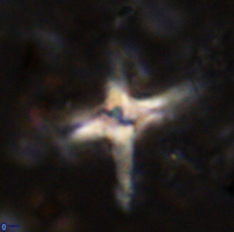 Quadrum blairiae 38408