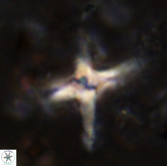 Quadrum blairiae 38408