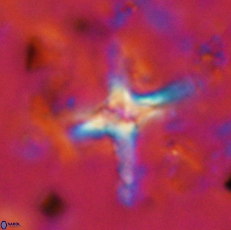 Quadrum blairiae 38409