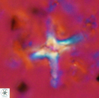 Quadrum blairiae 38409