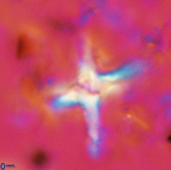 Quadrum blairiae 38401
