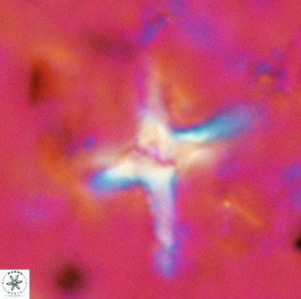 Quadrum blairiae 38401