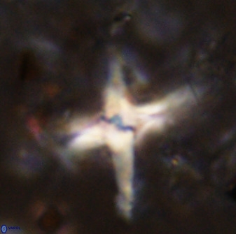 Quadrum blairiae 38402