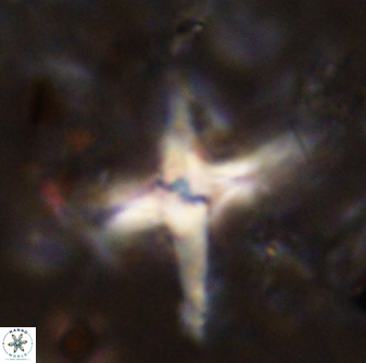 Quadrum blairiae 38402