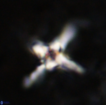 Quadrum blairiae 38403
