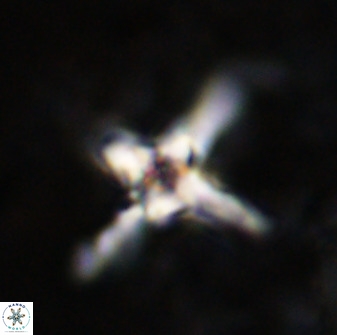 Quadrum blairiae 38403