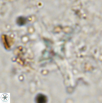 Quadrum blairiae 38414
