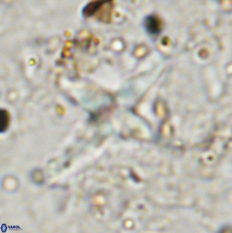 Quadrum blairiae 38415