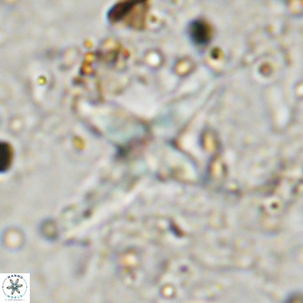 Quadrum blairiae 38415