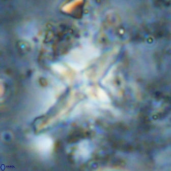 Quadrum blairiae 38416