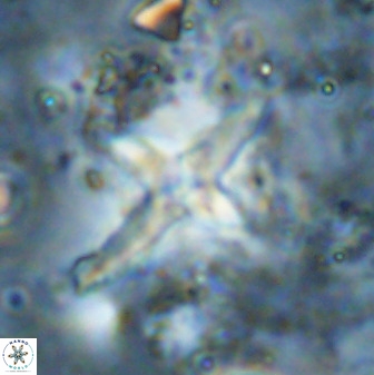 Quadrum blairiae 38416