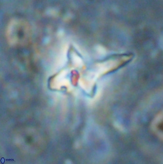 Quadrum blairiae 38417