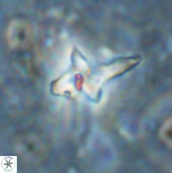 Quadrum blairiae 38417