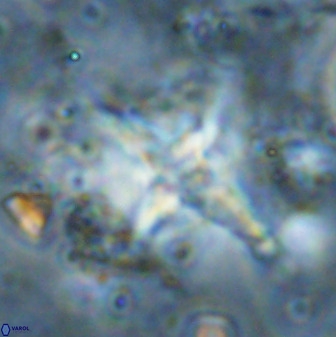Quadrum blairiae 38418