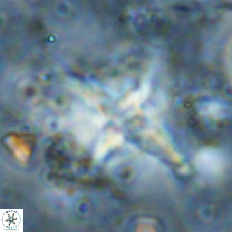 Quadrum blairiae 38418