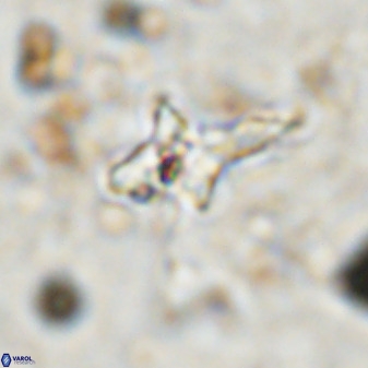 Quadrum blairiae 38419