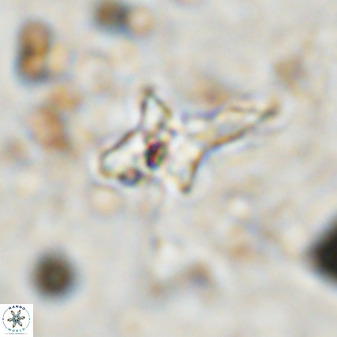 Quadrum blairiae 38419