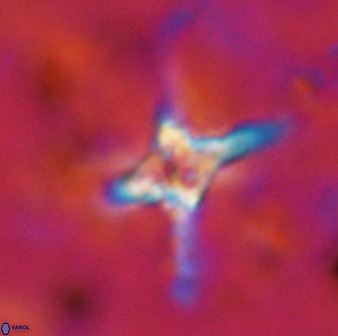 Quadrum blairiae 38410