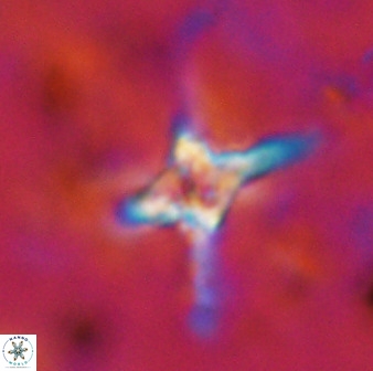 Quadrum blairiae 38410