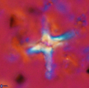 Quadrum blairiae 38411