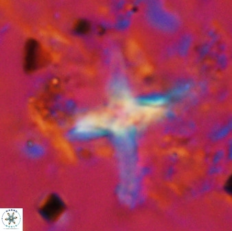 Quadrum blairiae 38412