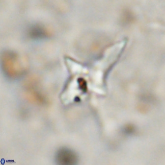 Quadrum blairiae 38413
