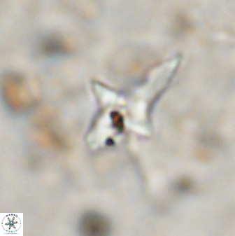 Quadrum blairiae 38413