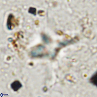 Quadrum blairiae 38424