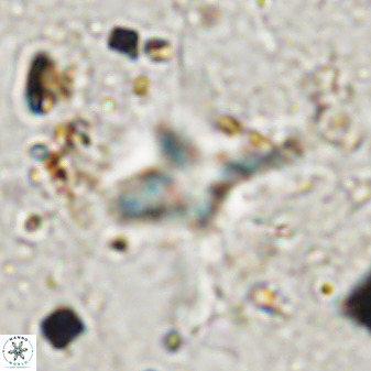 Quadrum blairiae 38424