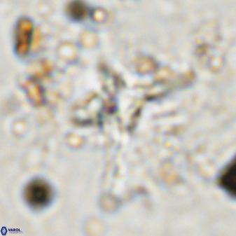 Quadrum blairiae 38420