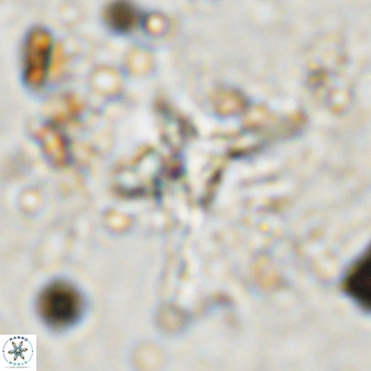 Quadrum blairiae 38420