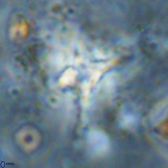 Quadrum blairiae 38421