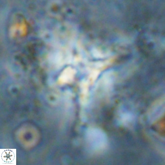 Quadrum blairiae 38421