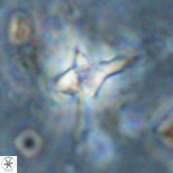 Quadrum blairiae 38422