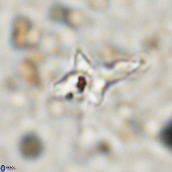 Quadrum blairiae 38423
