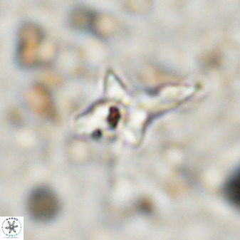 Quadrum blairiae 38423