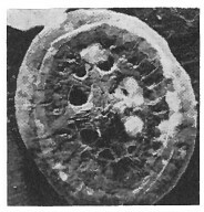 Heterorhabdus angustiforatus 3686