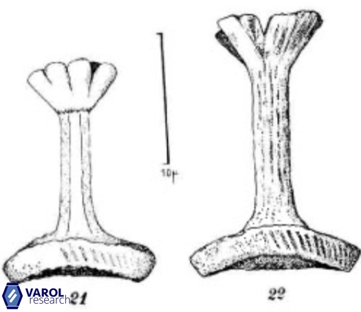 Reinhardtites anthophorus 9873